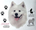 Samoyed Dog Breed Graphic New History of - Adult & Kids T-Shirts, Sweatshirts & Hoodies apparel design preview 1