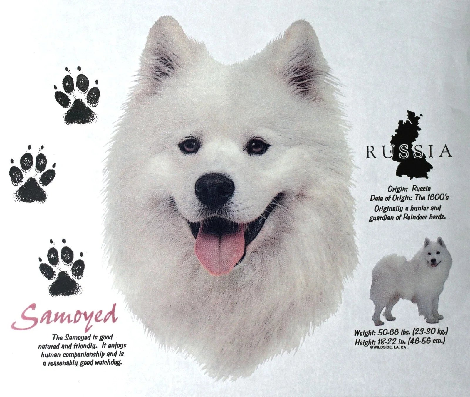 Samoyed Dog Breed Graphic New History of - Adult & Kids T-Shirts, Sweatshirts & Hoodies apparel design preview 1